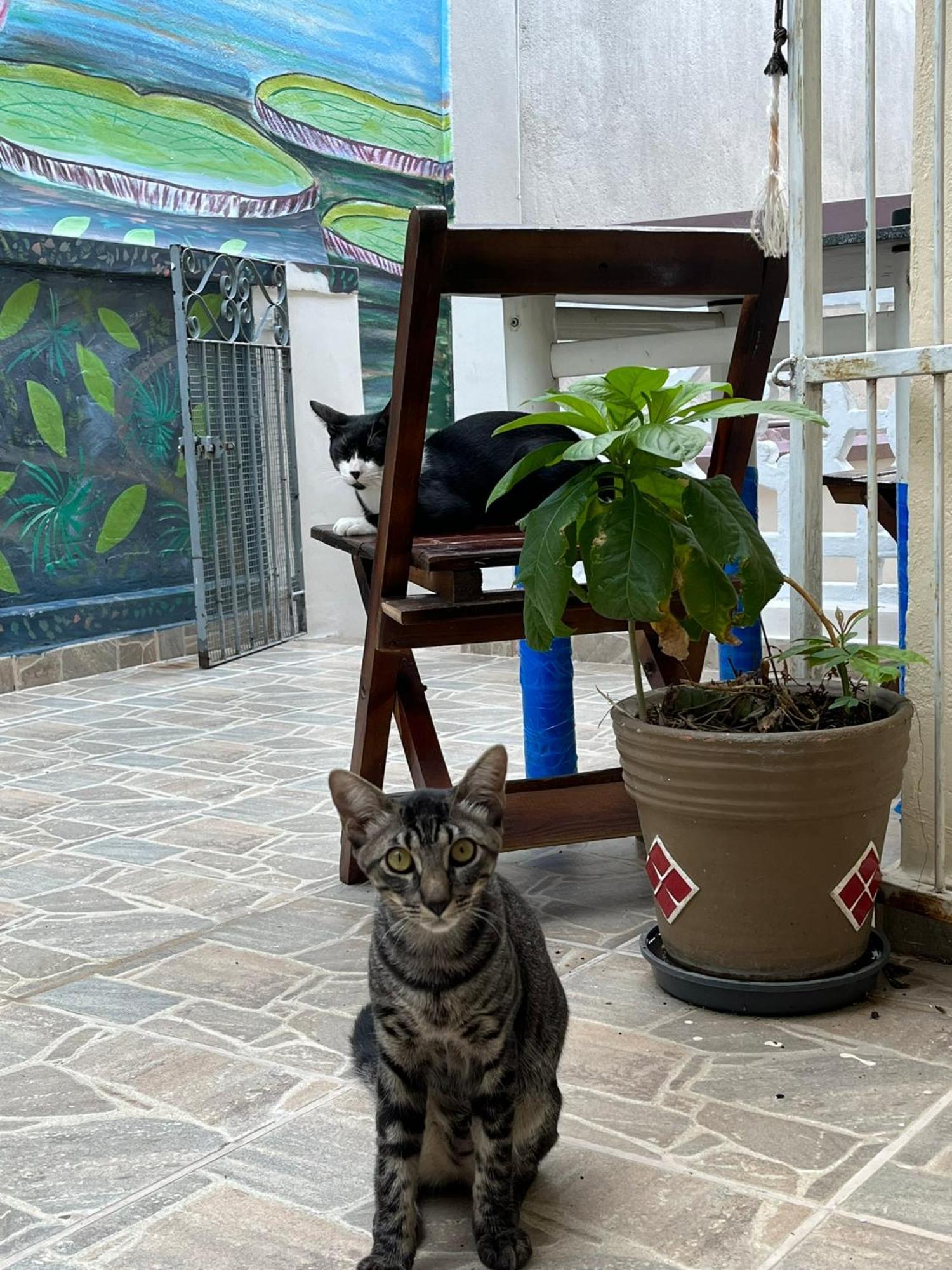 Aldeia Hostel 马瑙斯 外观 照片